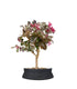 Loropetalum