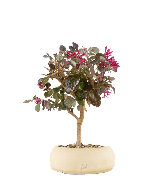 Loropetalum
