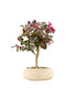 Loropetalum