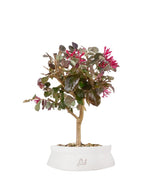 Loropetalum