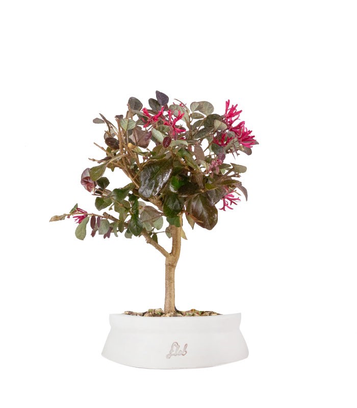Loropetalum