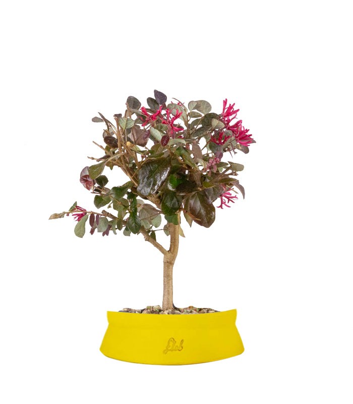 Loropetalum