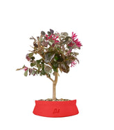 Loropetalum