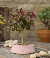 Loropetalum