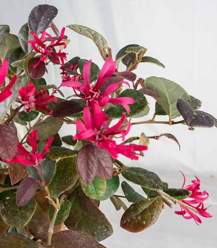 Loropetalum