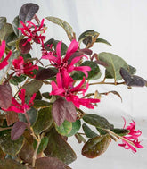 Loropetalum