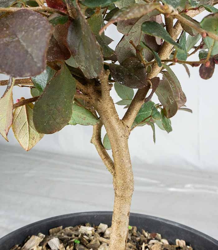 Loropetalum