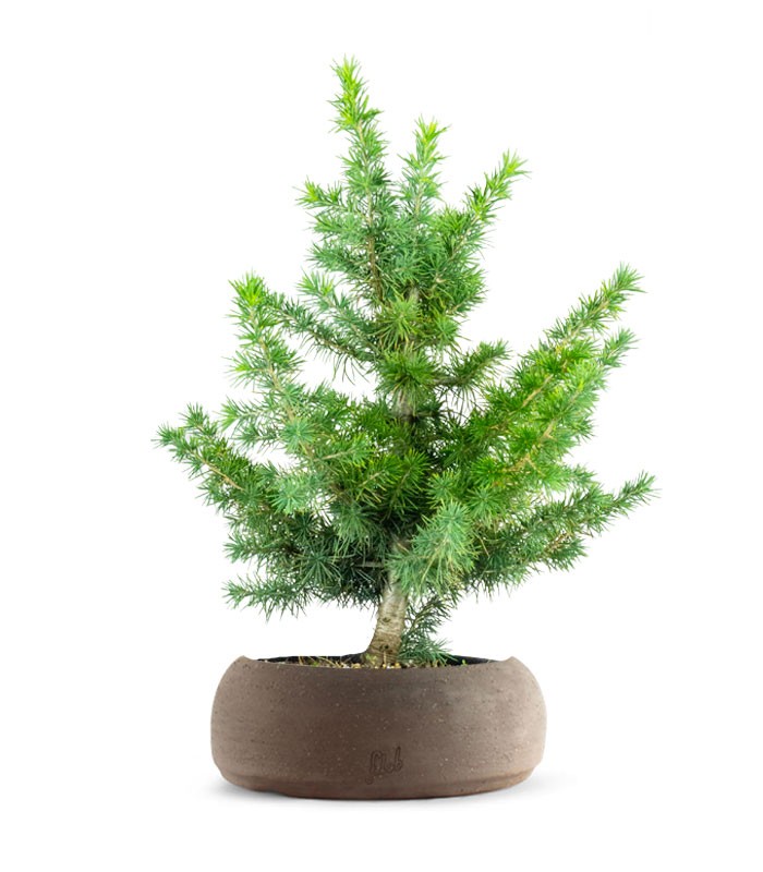 Bonsai Cedro del Libano H50 cm