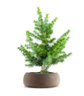 Bonsai Cedro del Libano H50 cm