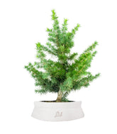 Bonsai Cedro del Libano H50 cm