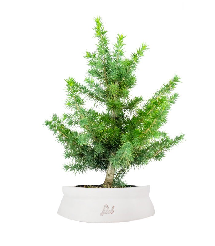 Bonsai Cedro del Libano H50 cm
