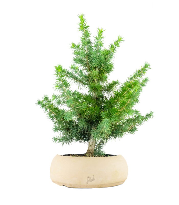 Bonsai Cedro del Libano H50 cm