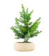 Bonsai Cedro del Libano H50 cm
