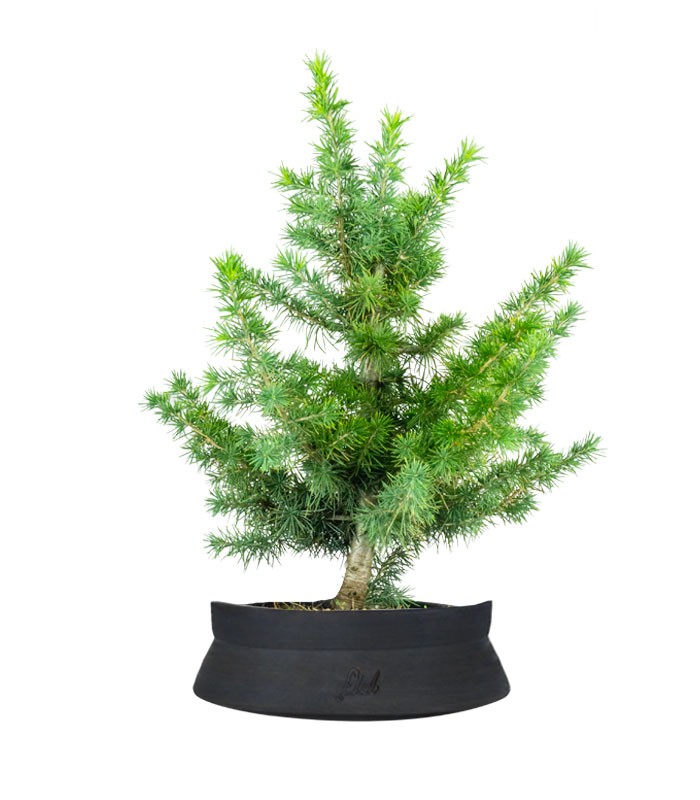 Bonsai Cedro del Libano H50 cm