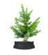 Bonsai Cedro del Libano H50 cm
