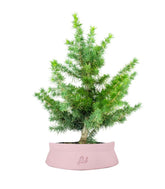 Bonsai Cedro del Libano H50 cm