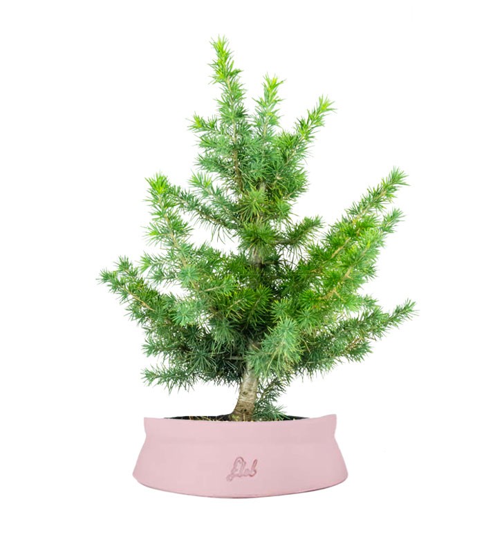 Bonsai Cedro del Libano H50 cm