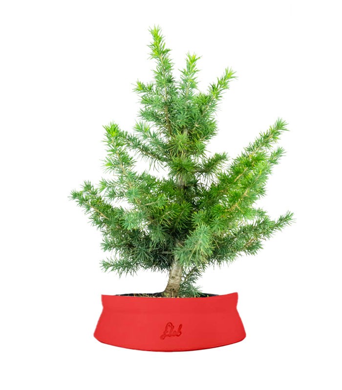 Bonsai Cedro del Libano H50 cm