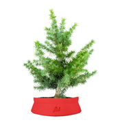 Bonsai Cedro del Libano H50 cm