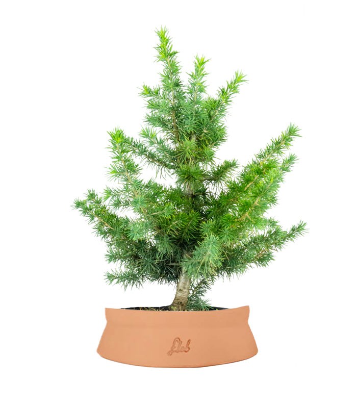 Bonsai Cedro del Libano H50 cm