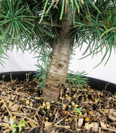 Bonsai Cedro del Libano H50 cm