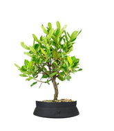 Bonsai di Corbezzolo H35 cm