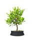 Bonsai di Corbezzolo H35 cm