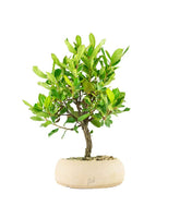Bonsai di Corbezzolo H35 cm