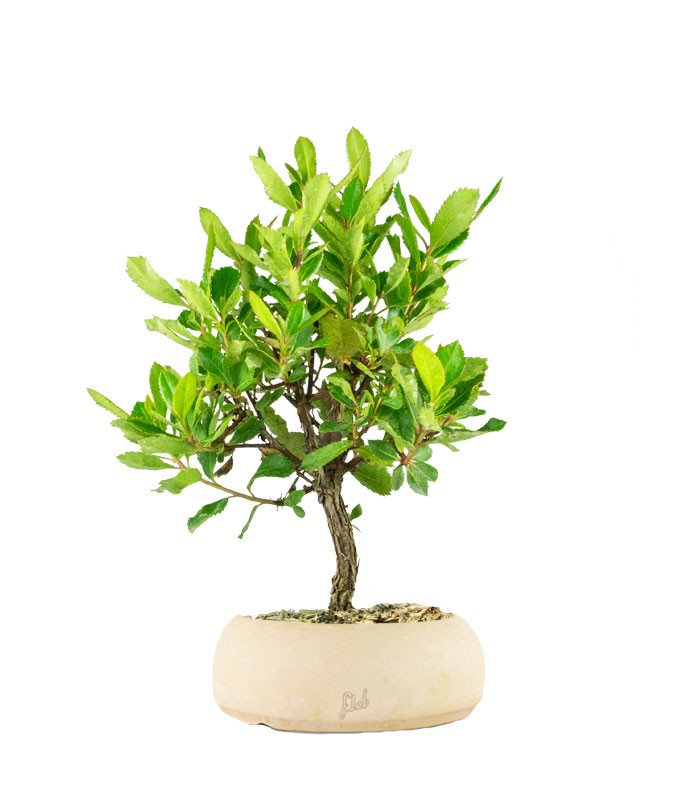 Bonsai di Corbezzolo H35 cm