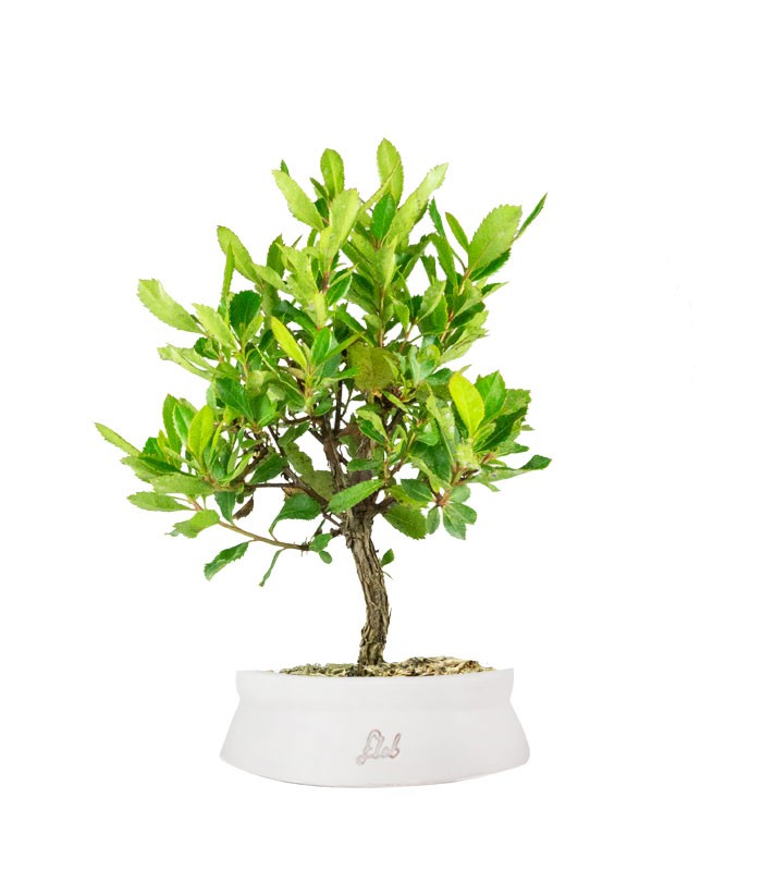 Bonsai di Corbezzolo H35 cm