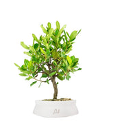 Bonsai di Corbezzolo H35 cm