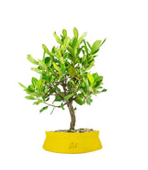 Bonsai di Corbezzolo H35 cm