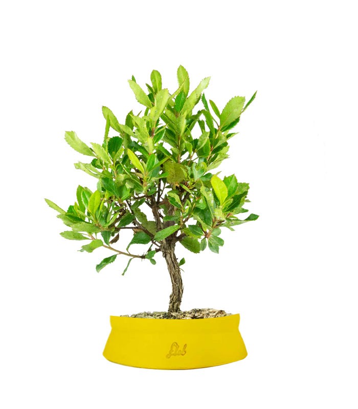 Bonsai di Corbezzolo H35 cm