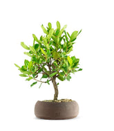 Bonsai di Corbezzolo H35 cm