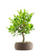 Bonsai di Corbezzolo H35 cm