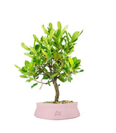 Bonsai di Corbezzolo H35 cm