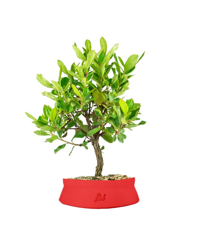 Bonsai di Corbezzolo H35 cm