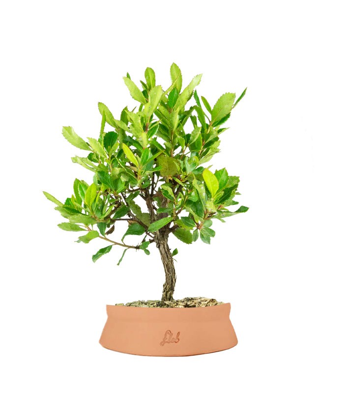 Bonsai di Corbezzolo H35 cm
