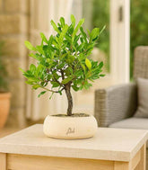 Bonsai di Corbezzolo H35 cm