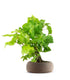 Bonsai Vite H30 cm