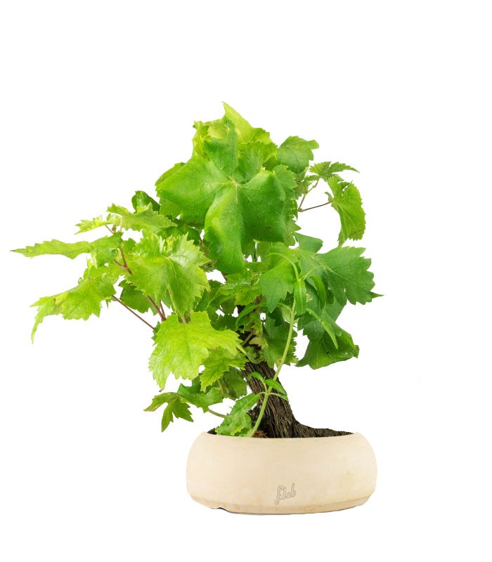 Bonsai Vite H30 cm