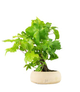 Bonsai Vite H30 cm