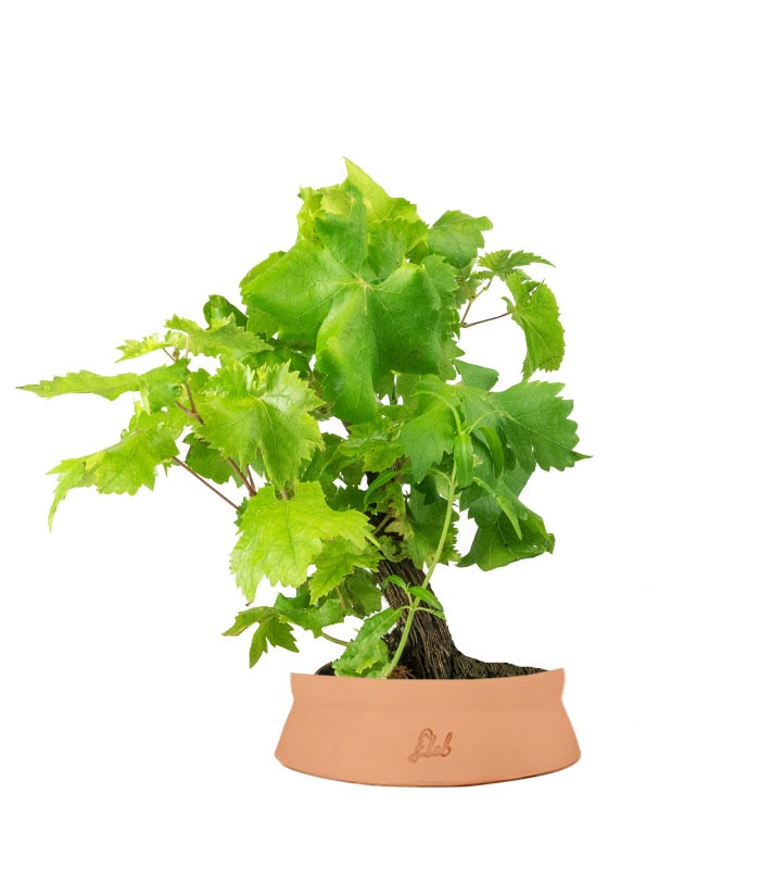 Bonsai Vite H30 cm