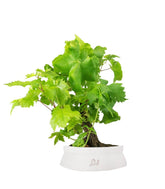 Bonsai Vite H30 cm