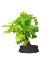 Bonsai Vite H30 cm
