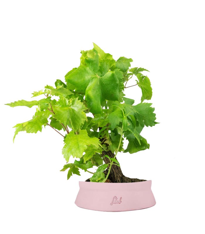 Bonsai Vite H30 cm
