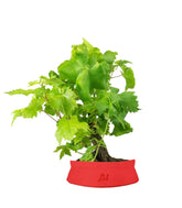 Bonsai Vite H30 cm