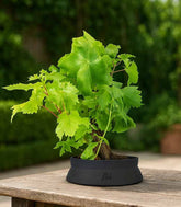 Bonsai Vite H30 cm
