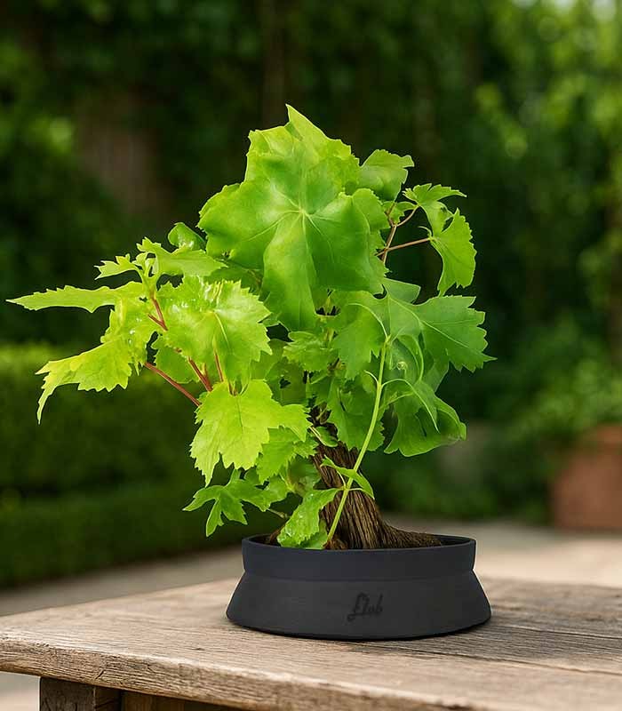 Bonsai Vite H30 cm