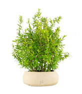 Bonsai di Melograno H45 cm